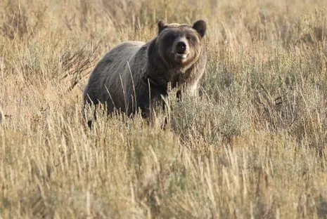 Backpacker Assaulted by Bear in Yellowstone Transported to Hospital